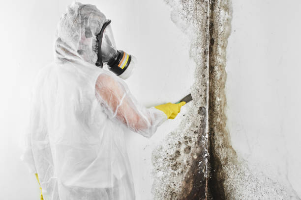 Best Commercial Mold Removal  in Aquia Harbour, VA