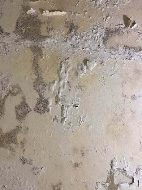 Trusted Aquia Harbour, VA Mold Removal Experts