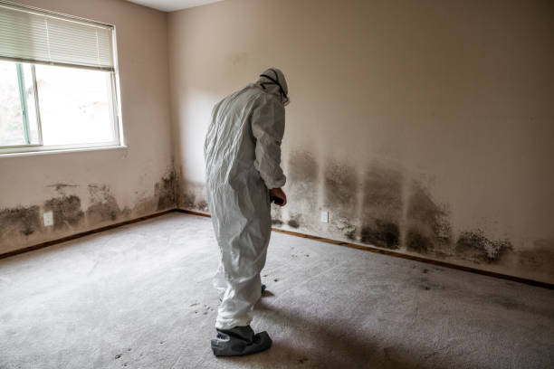 Best Office Mold Removal Services  in Aquia Harbour, VA