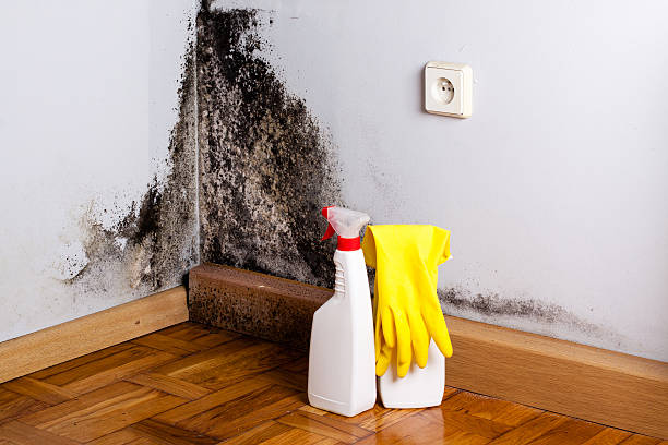 Mold Removal and Inspection in Aquia Harbour, VA