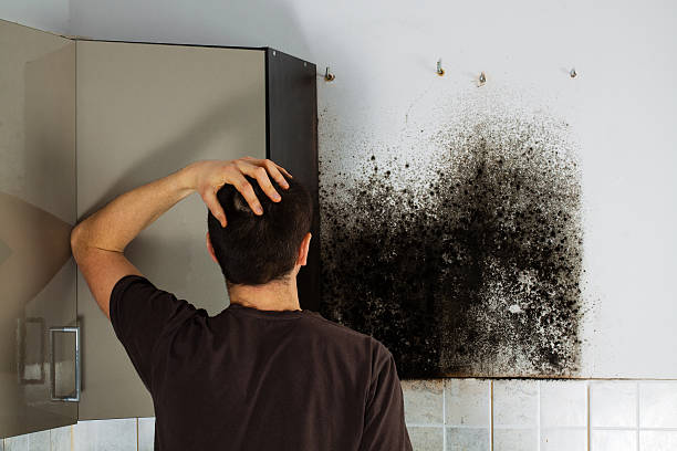 Best Black Mold Removal  in Aquia Harbour, VA