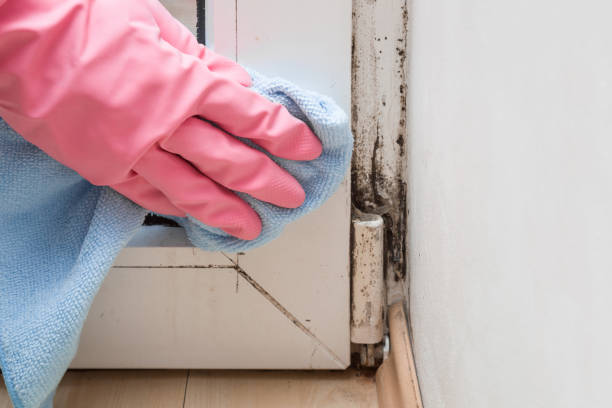Best Mold Testing  in Aquia Harbour, VA