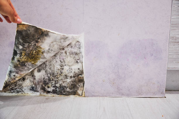 Best Mold Removal Company Near Me  in Aquia Harbour, VA